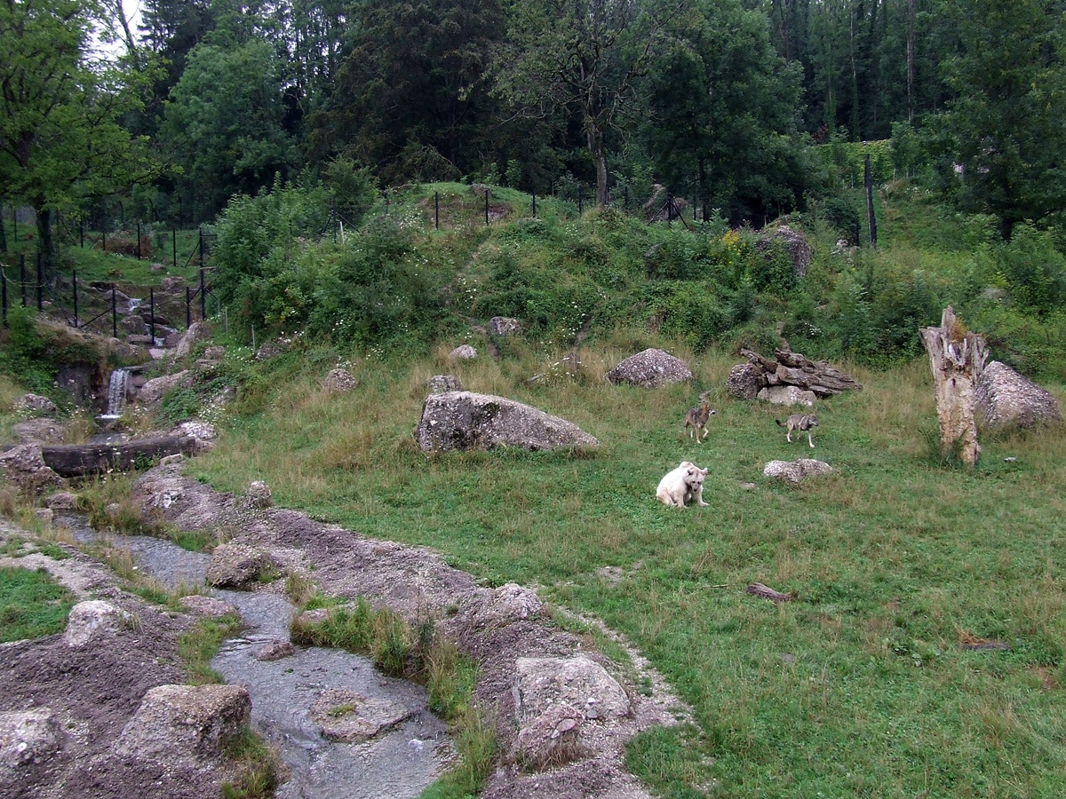 Syrian Brown Bear and European Grey Wolf Mixed-exhibit