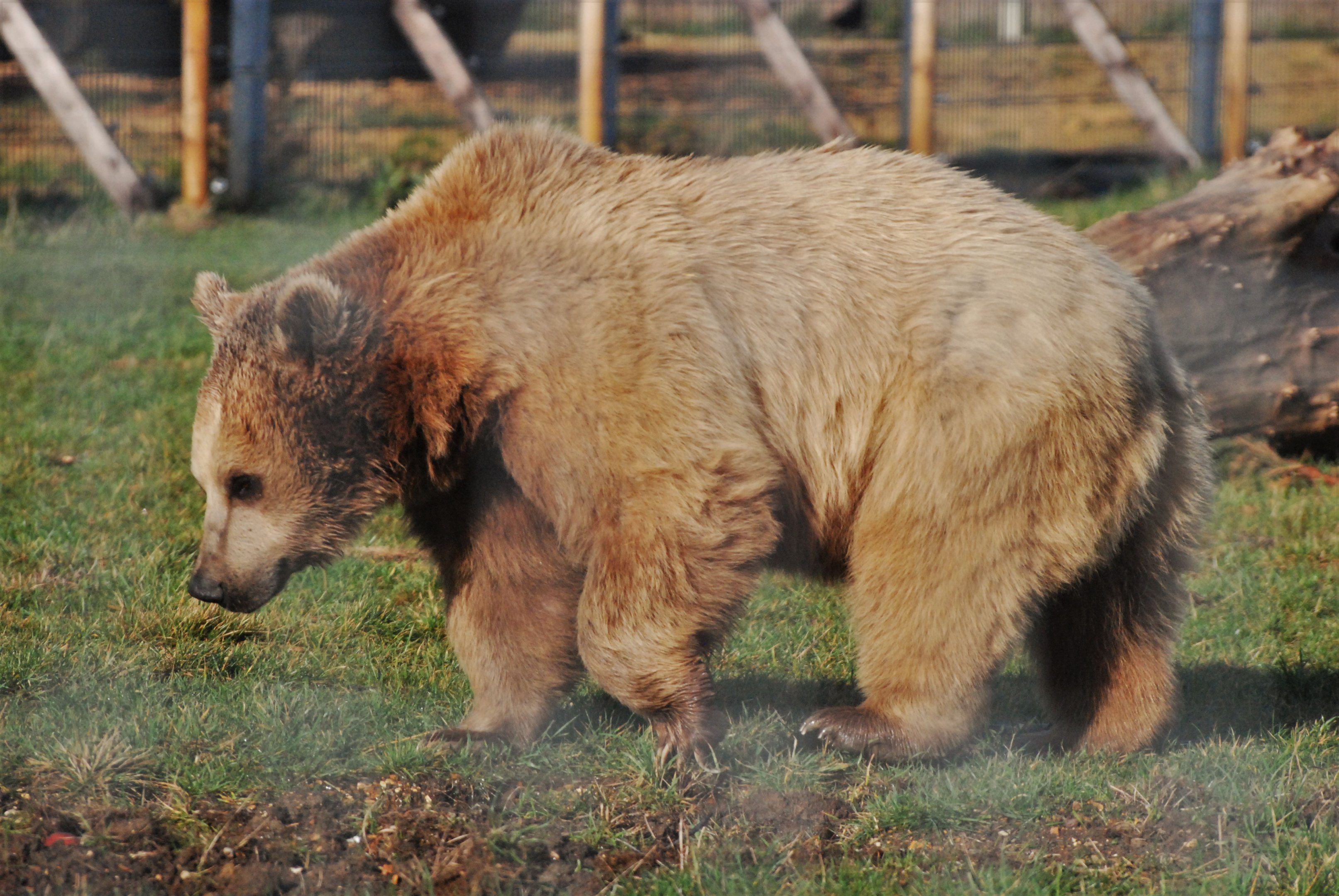 Syrian Brown Bear at Hamerton, 19th February 2022