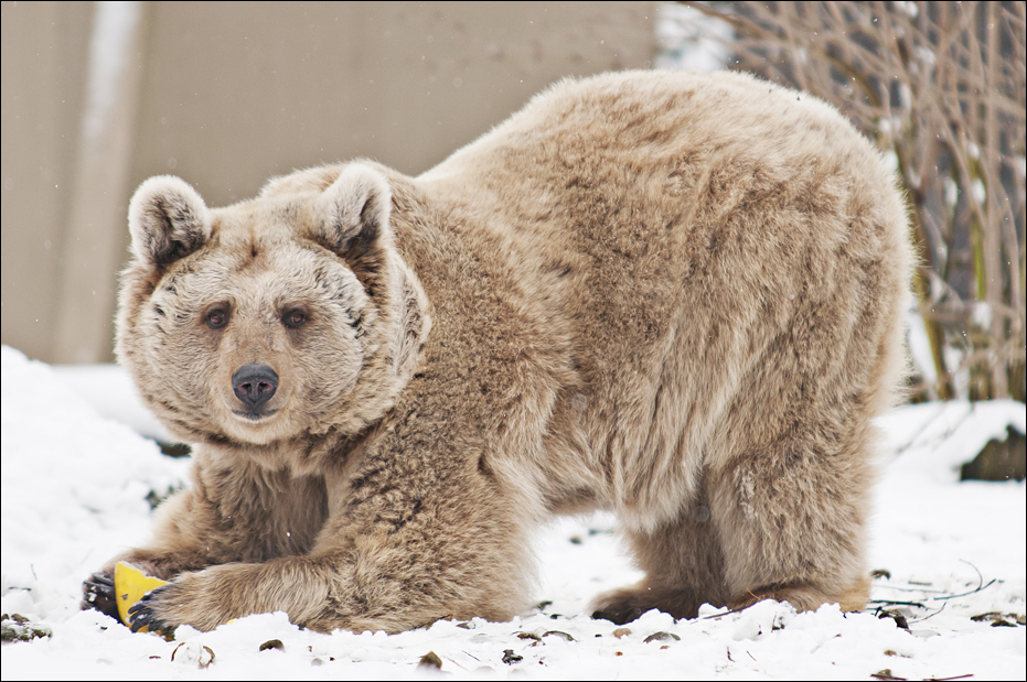 Syrian brown bear at Münster