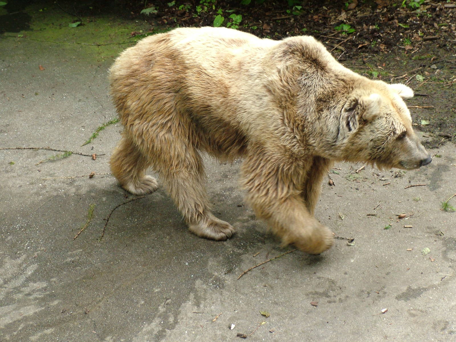Syrian Brown Bear at Ostrava, 29/05/10