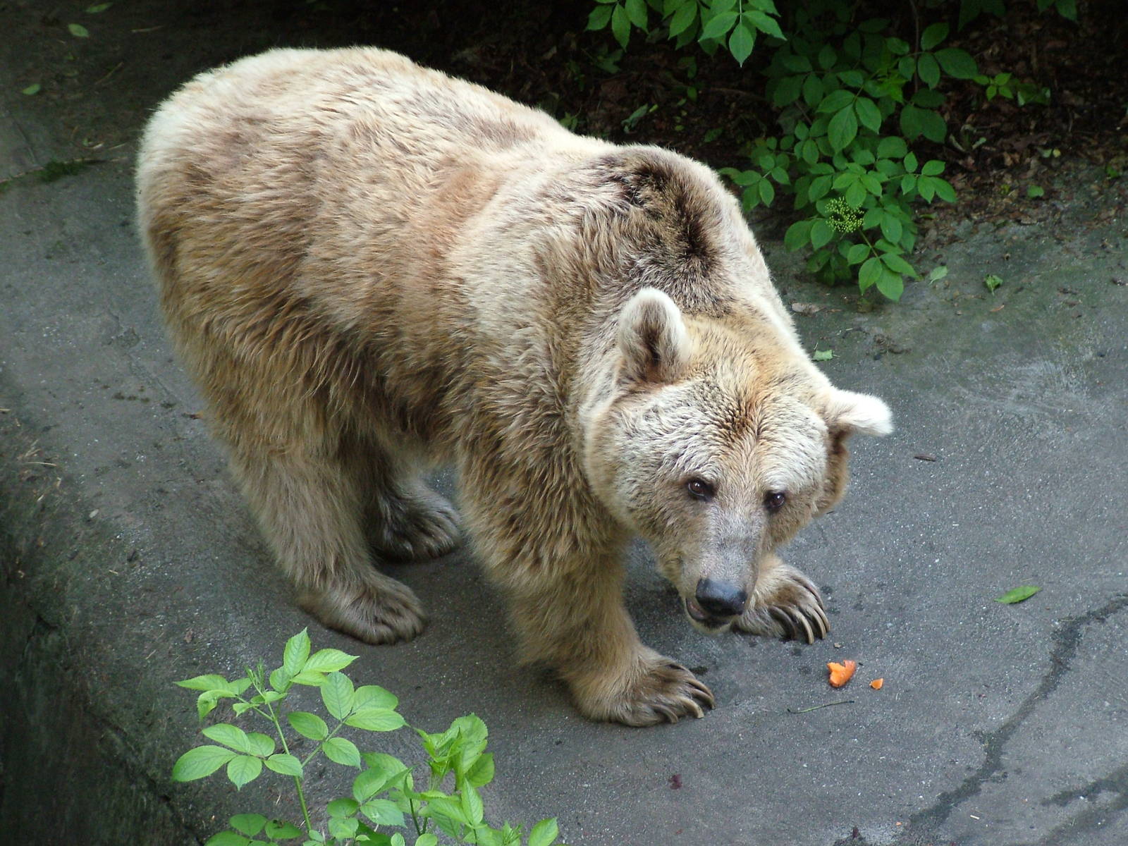 Syrian Brown Bear at Ostrava, 29/05/10