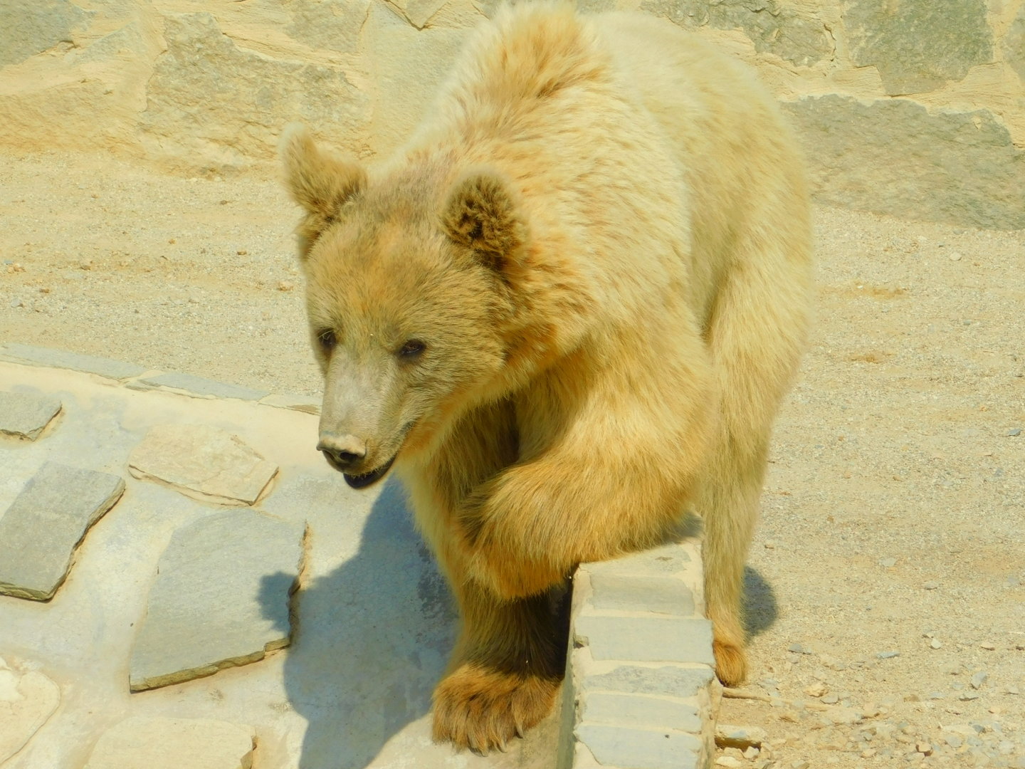 Syrian Brown Bear at Park Of Istanbul
