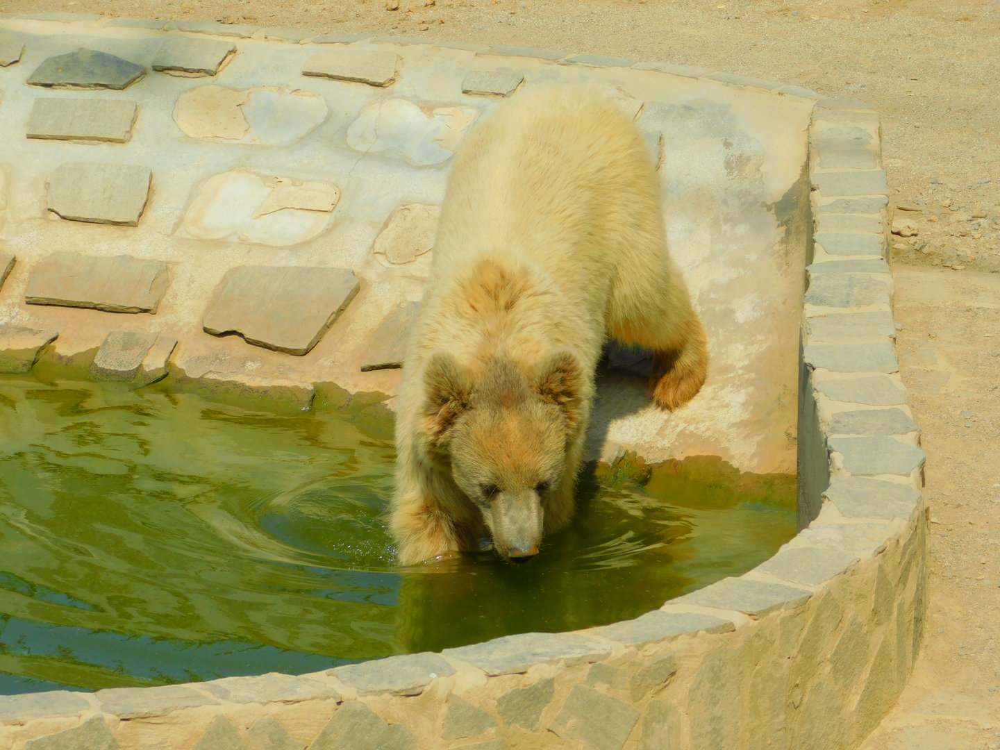 Syrian Brown Bear at Park Of Istanbul