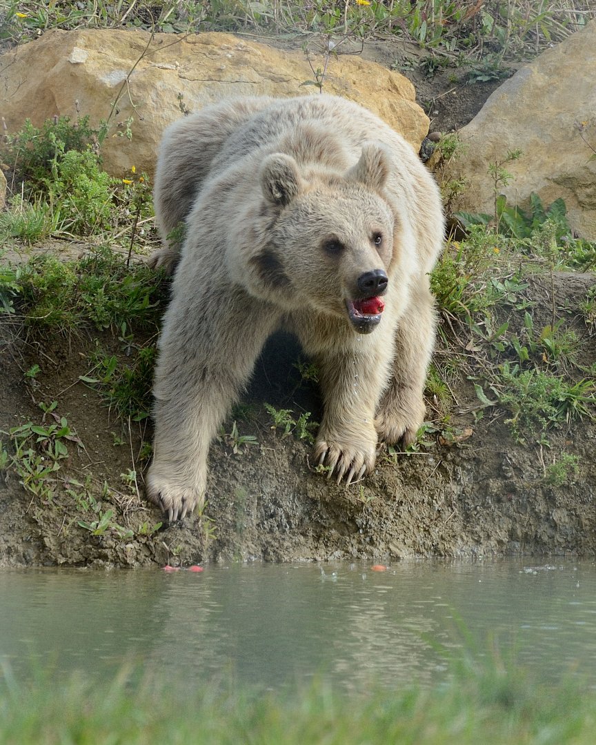 Syrian Brown Bear at the Water - 30/08/2020