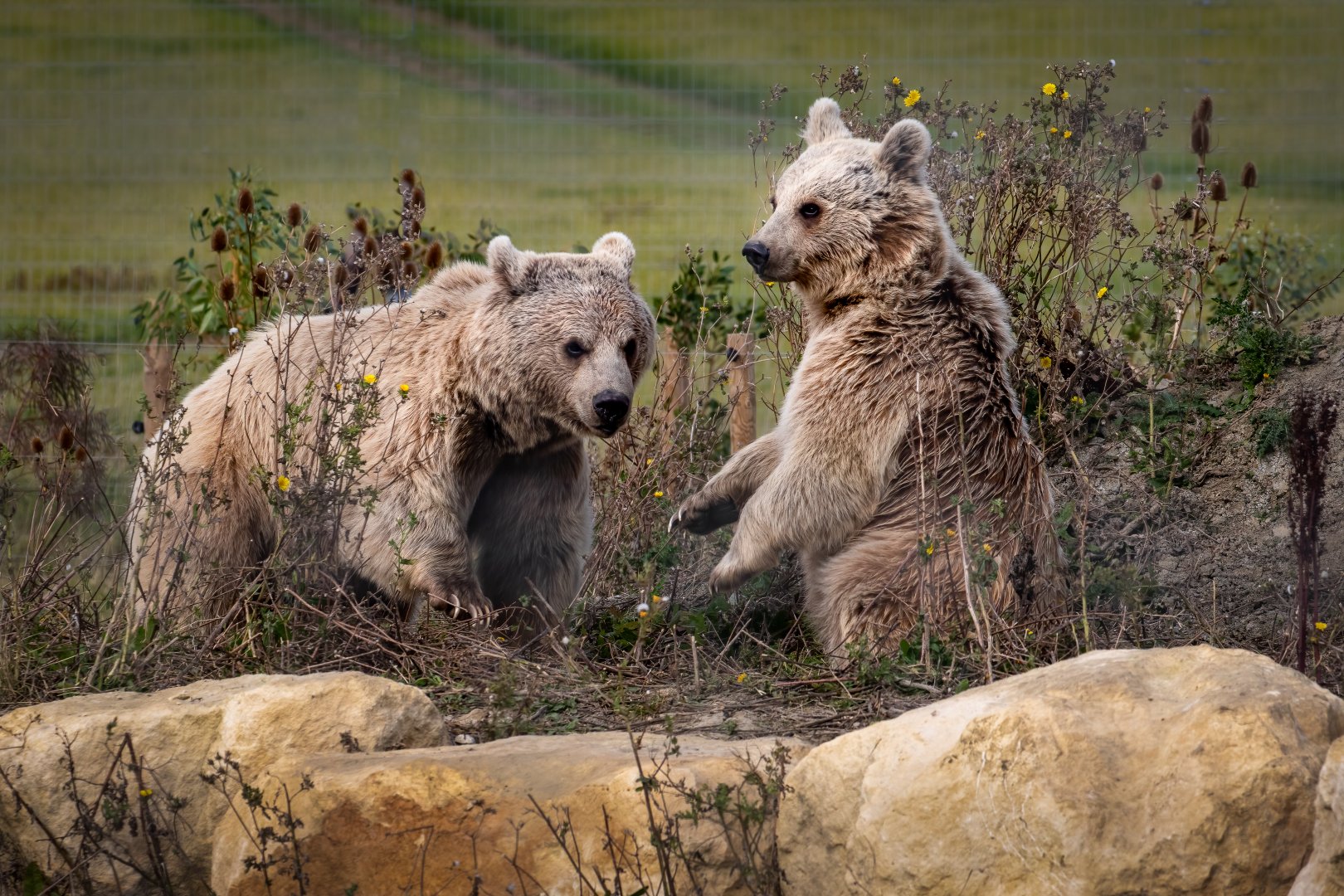 Syrian Brown Bear brothers / Hamerton / 28-9-20