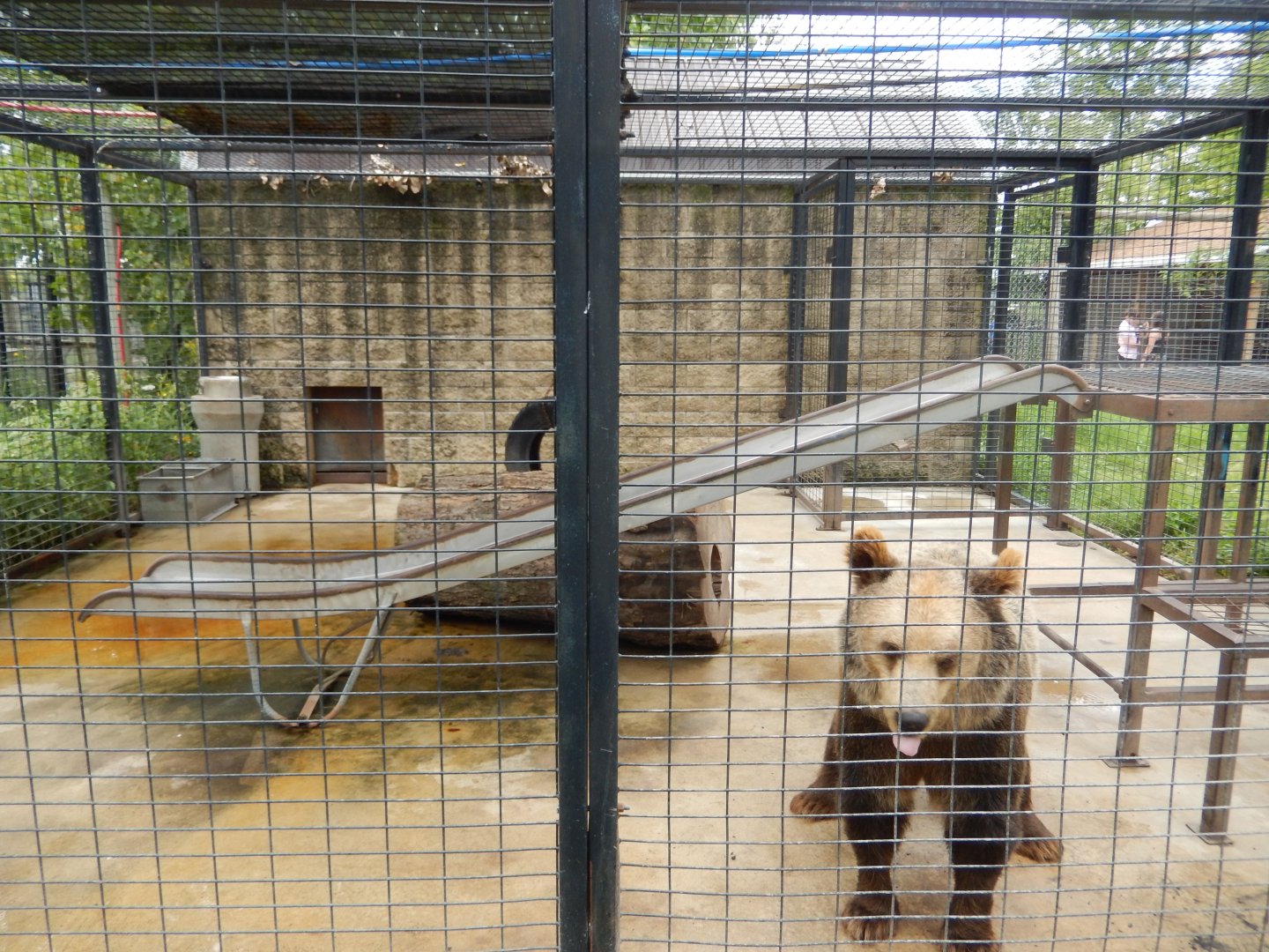 Syrian Brown Bear Cage