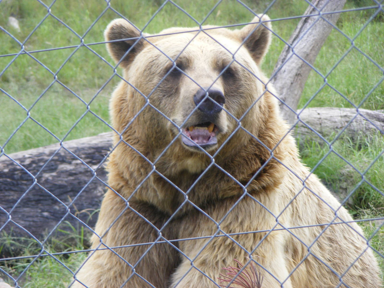 Syrian Brown Bear-Cairns Wildlife Safari Reserve - April, 2009