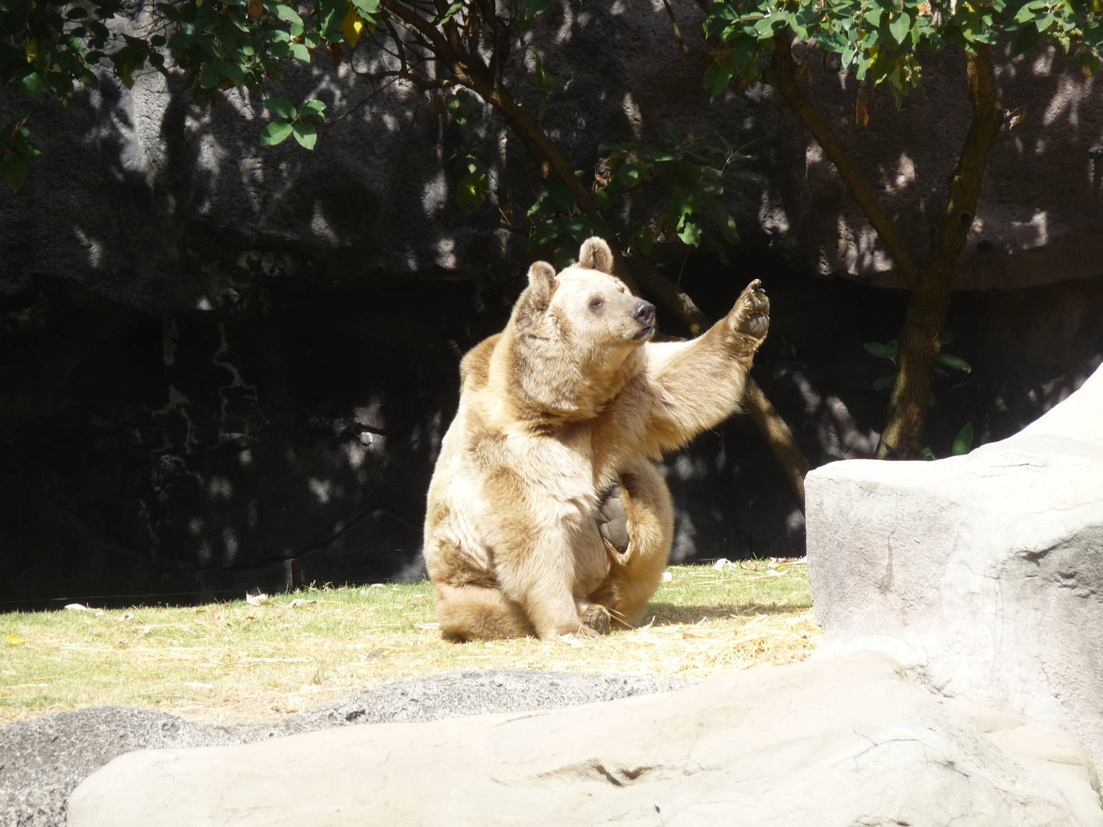 syrian brown bear chapultepec zoo