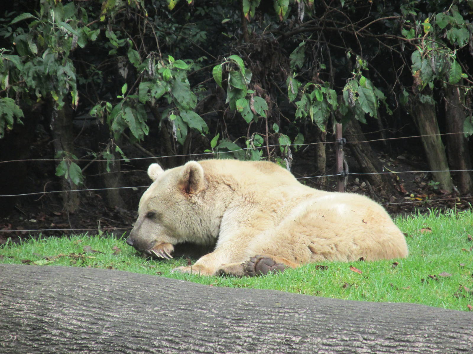 syrian brown bear chapultepec zoo