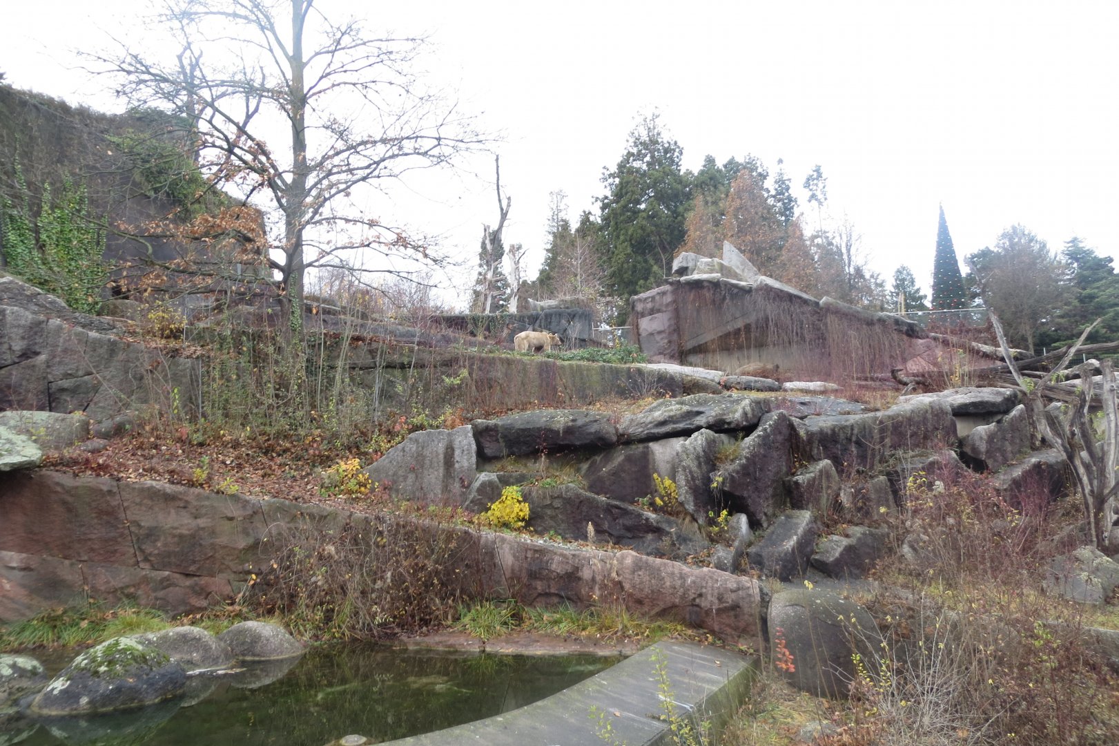 Syrian brown bear enclosure 031218
