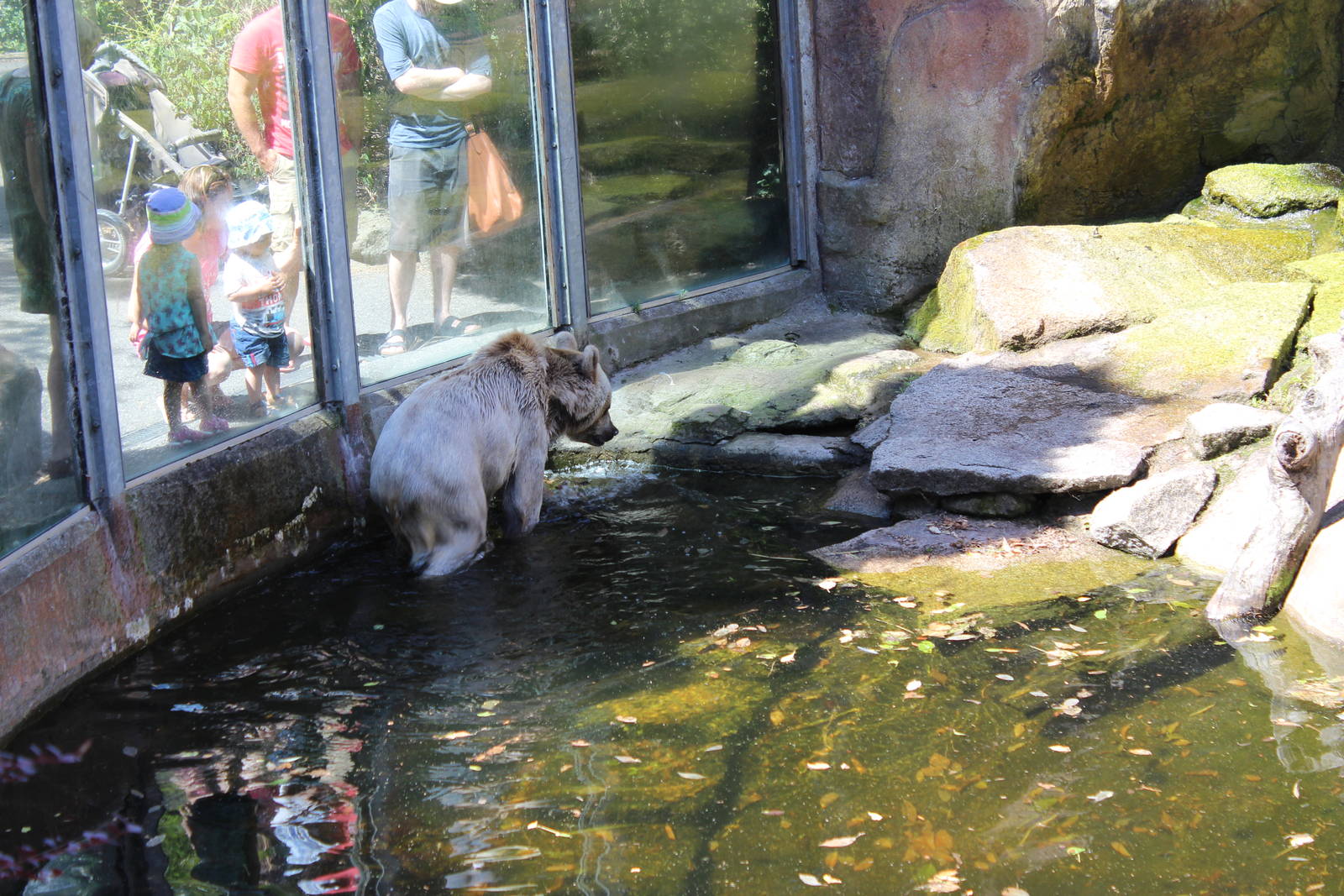 Syrian Brown Bear Enclosure