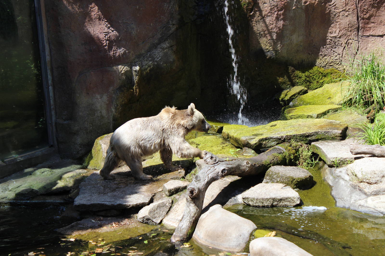 Syrian Brown Bear Enclosure