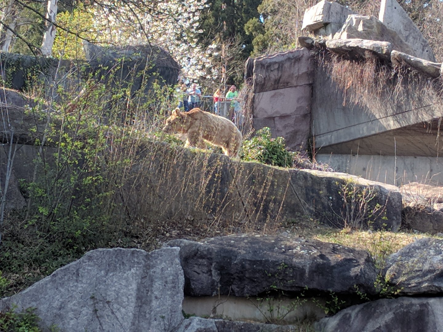 Syrian Brown Bear Enclosure
