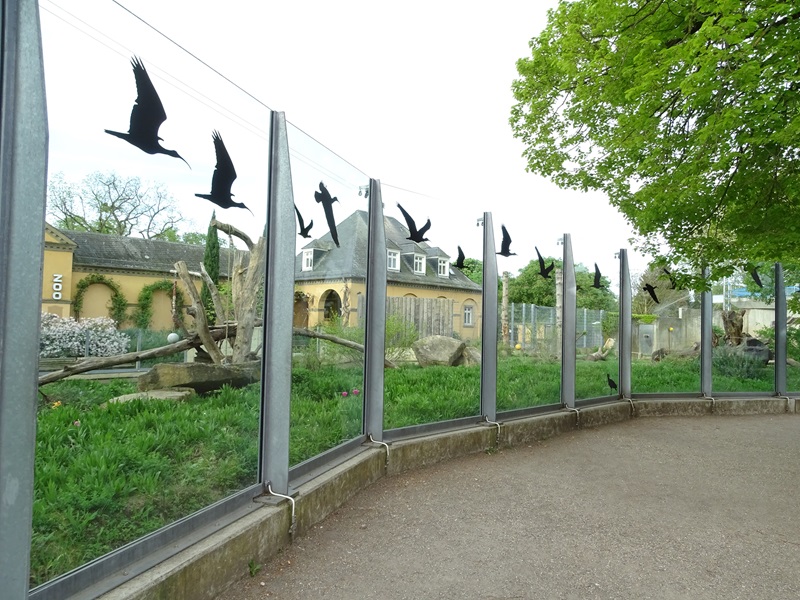 Syrian brown bear enclosure