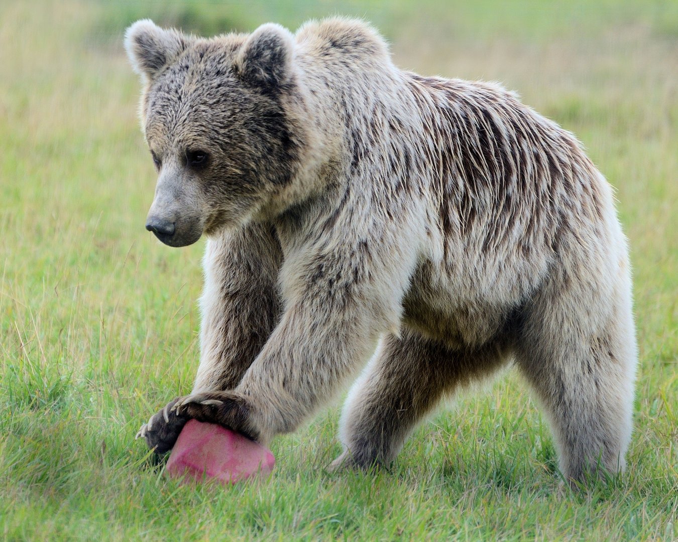 Syrian Brown Bear Enrichment- 30/08/2020