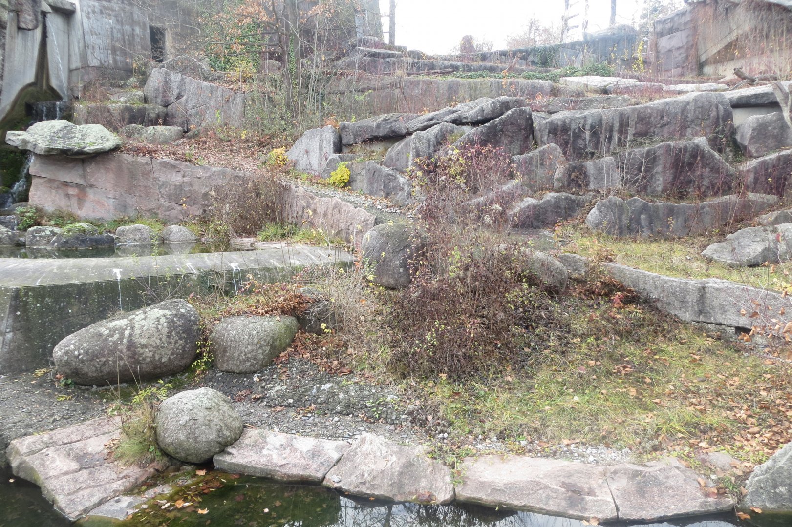 Syrian brown bear exhibit 011218
