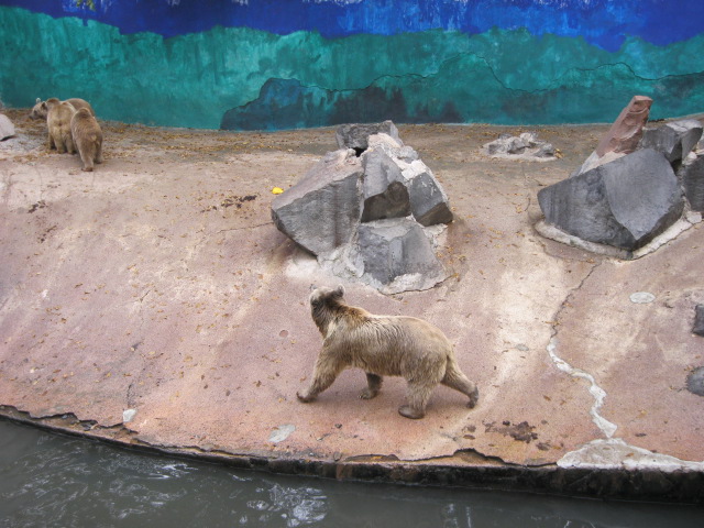 Syrian brown bear Exhibit( Armenia )  Yerevan zoo