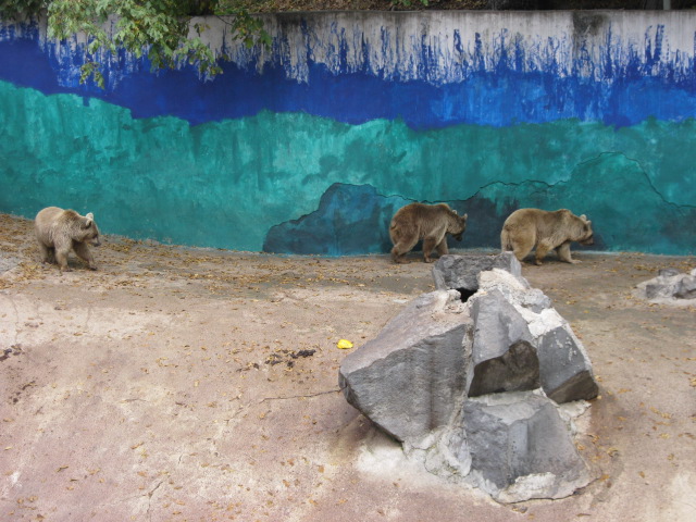 Syrian brown bear Exhibit( Armenia )  Yerevan zoo