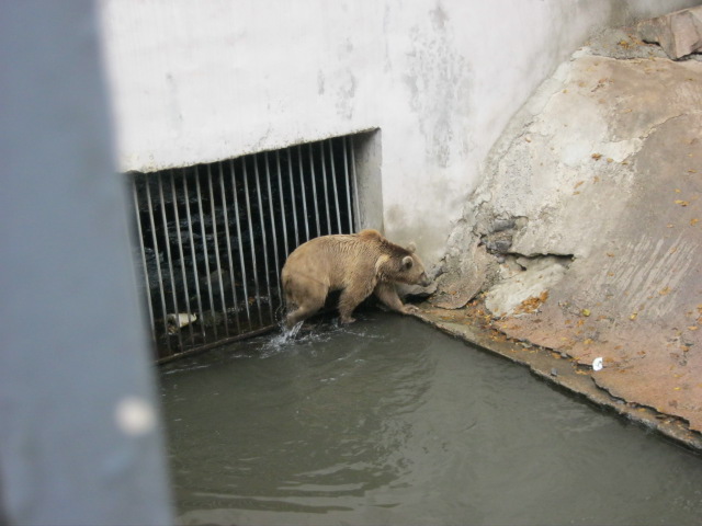 Syrian brown bear Exhibit( Armenia ) Yerevan zoo
