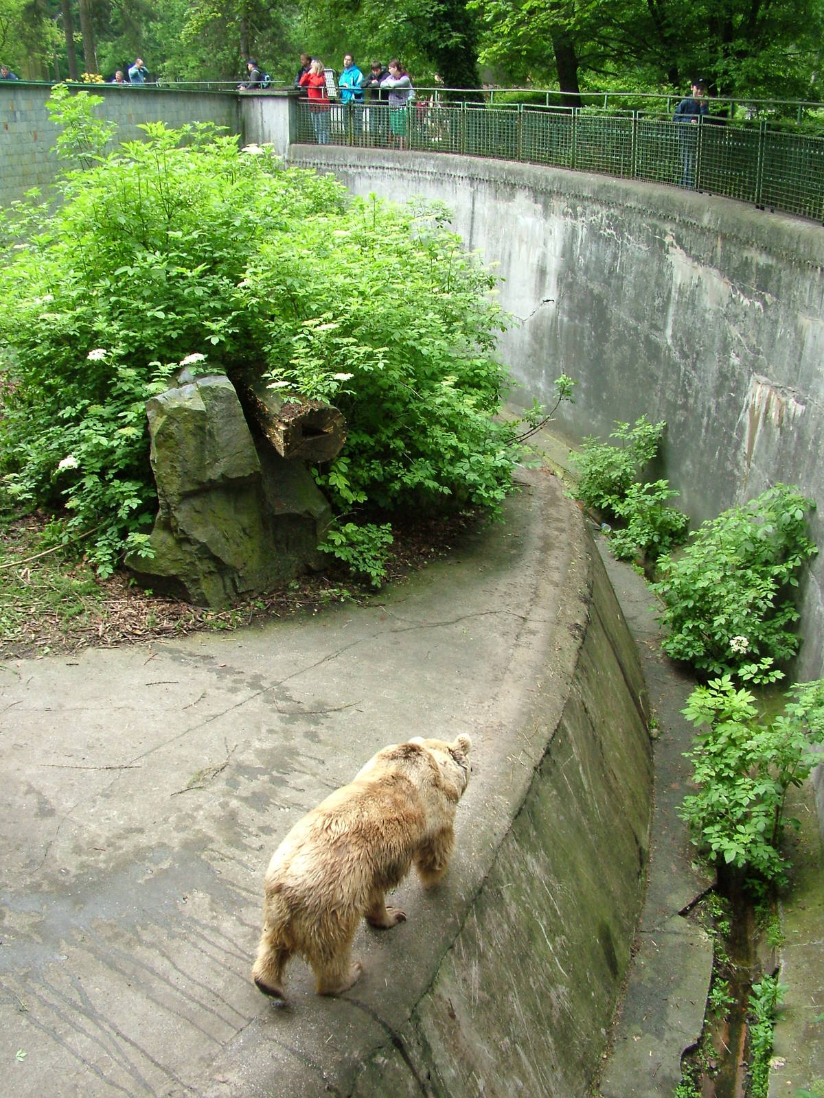Syrian Brown Bear exhibit at Ostrava, 29/05/10