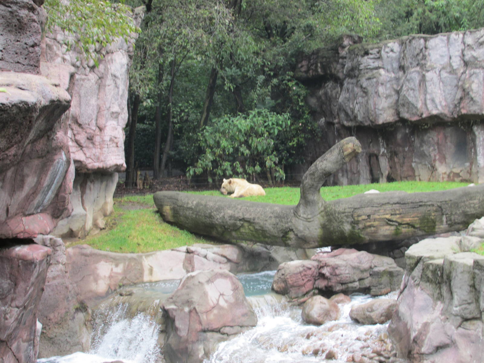 syrian brown bear exhibit chapultepec zoo