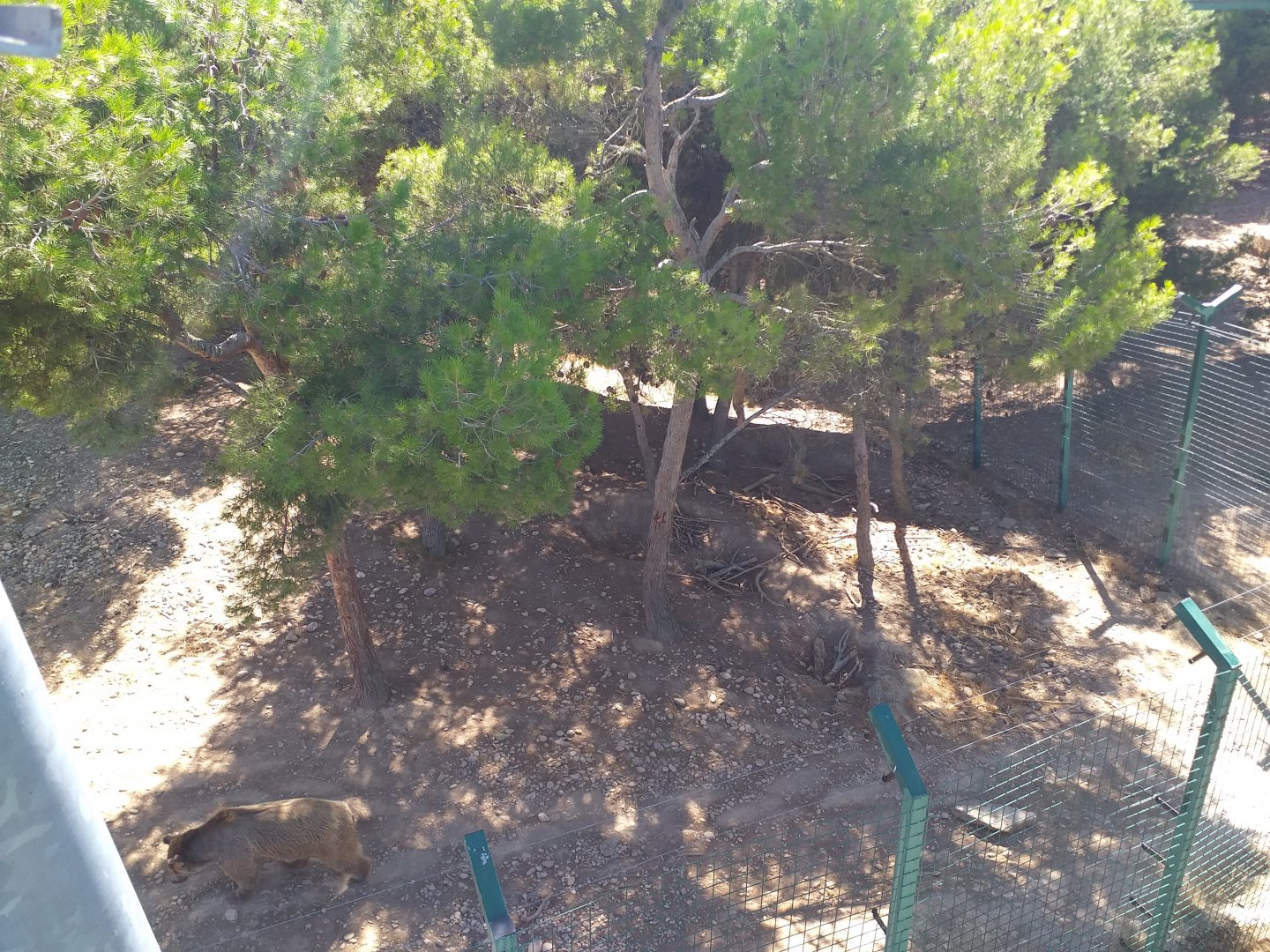 Syrian brown bear exhibit -Sendaviva (2020)