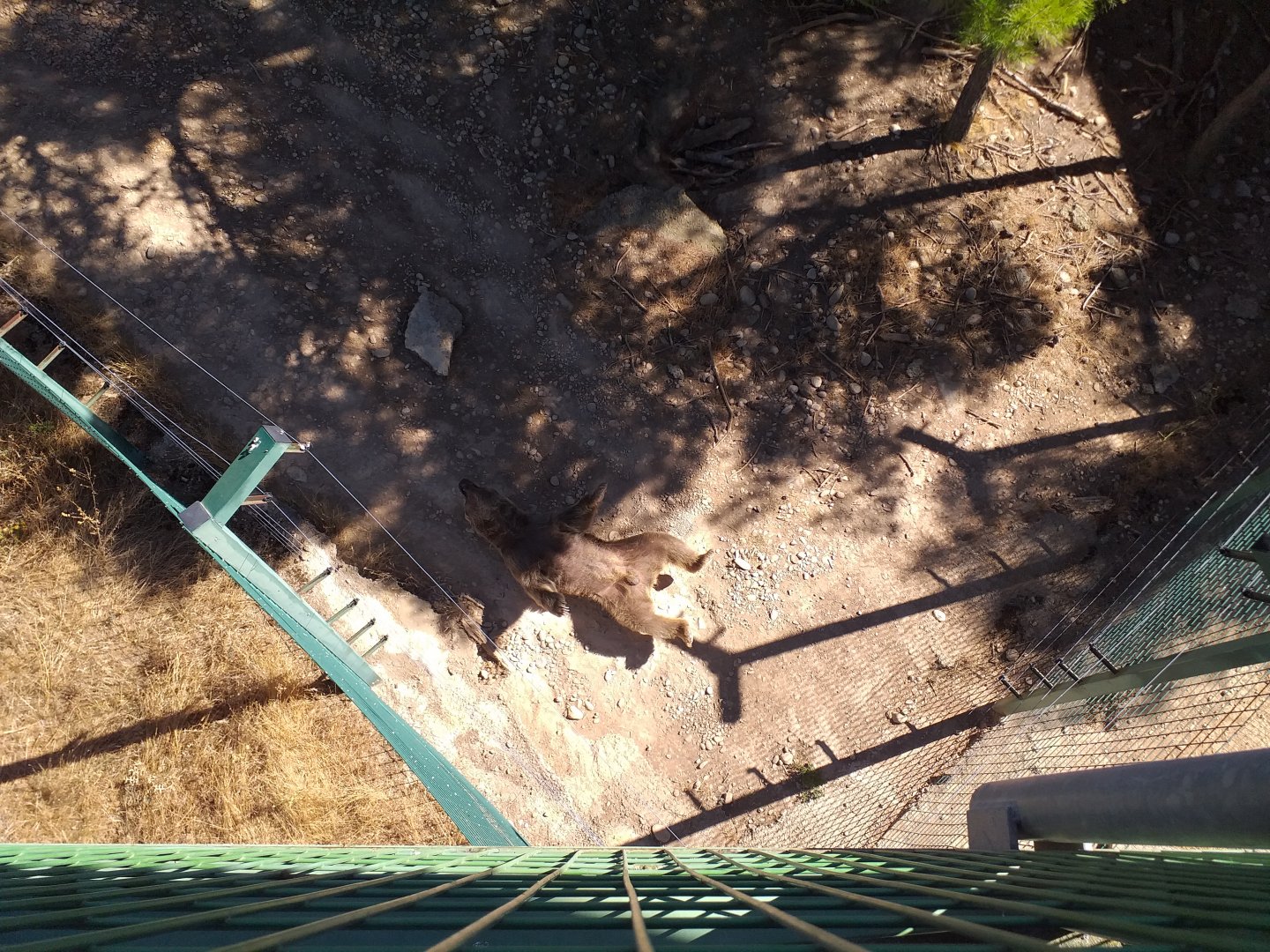 Syrian brown bear exhibit -Sendaviva (2020)