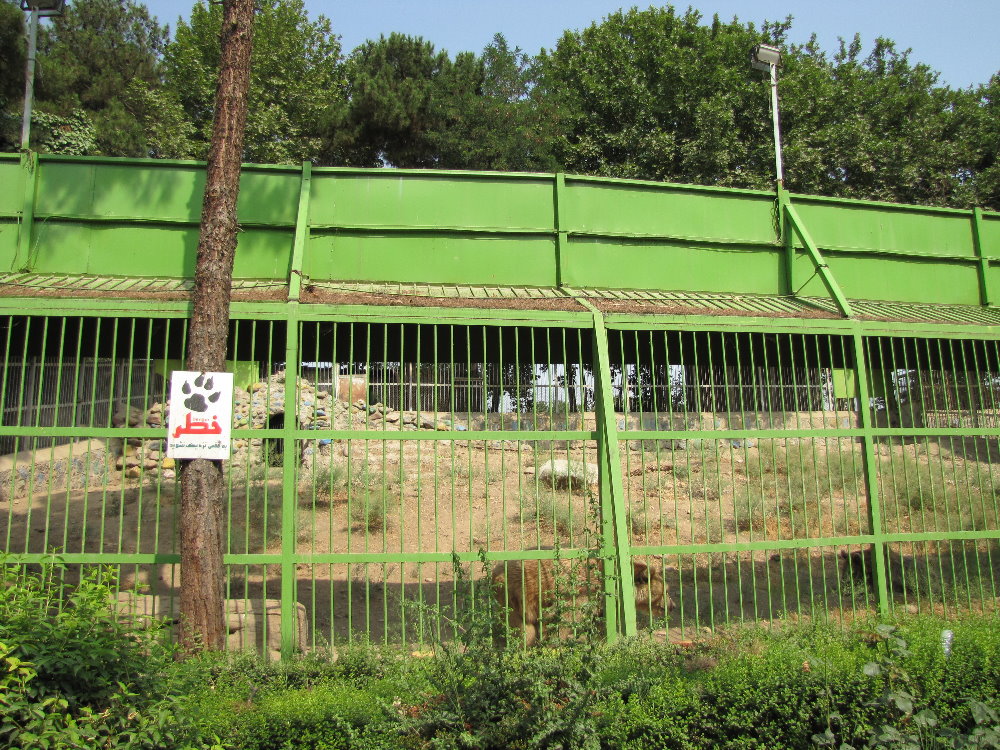 Syrian brown bear Exhibit(tehran zoo)