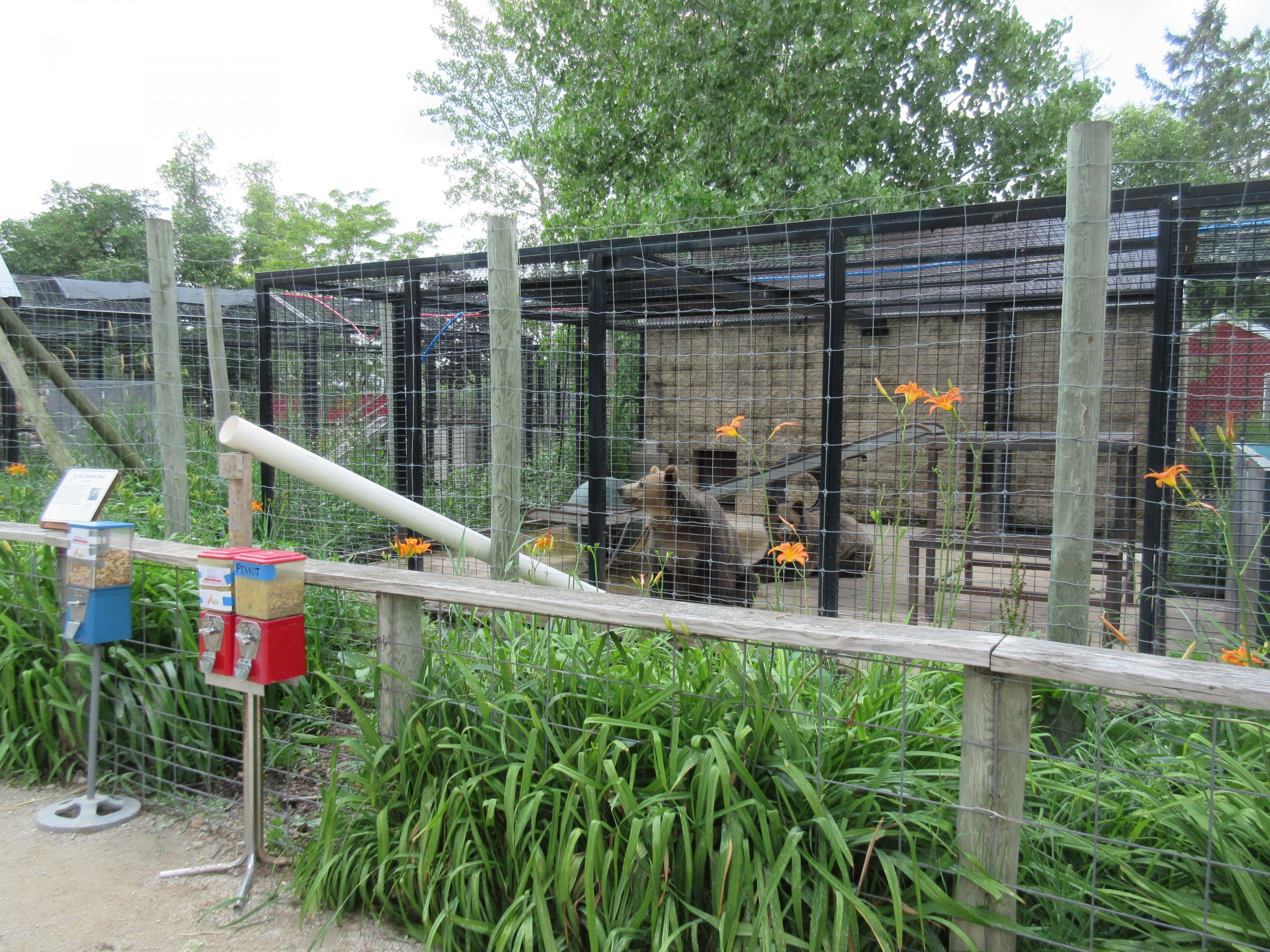'Syrian Brown Bear' Exhibit (with feeding machines)