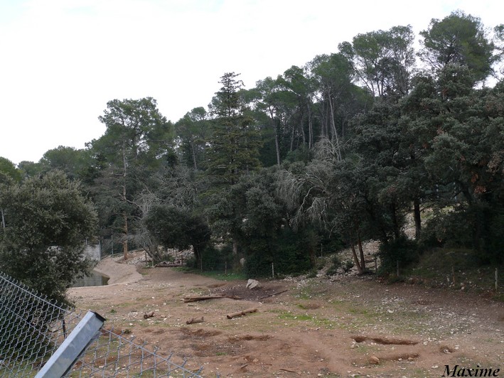 Syrian brown bear exhibit