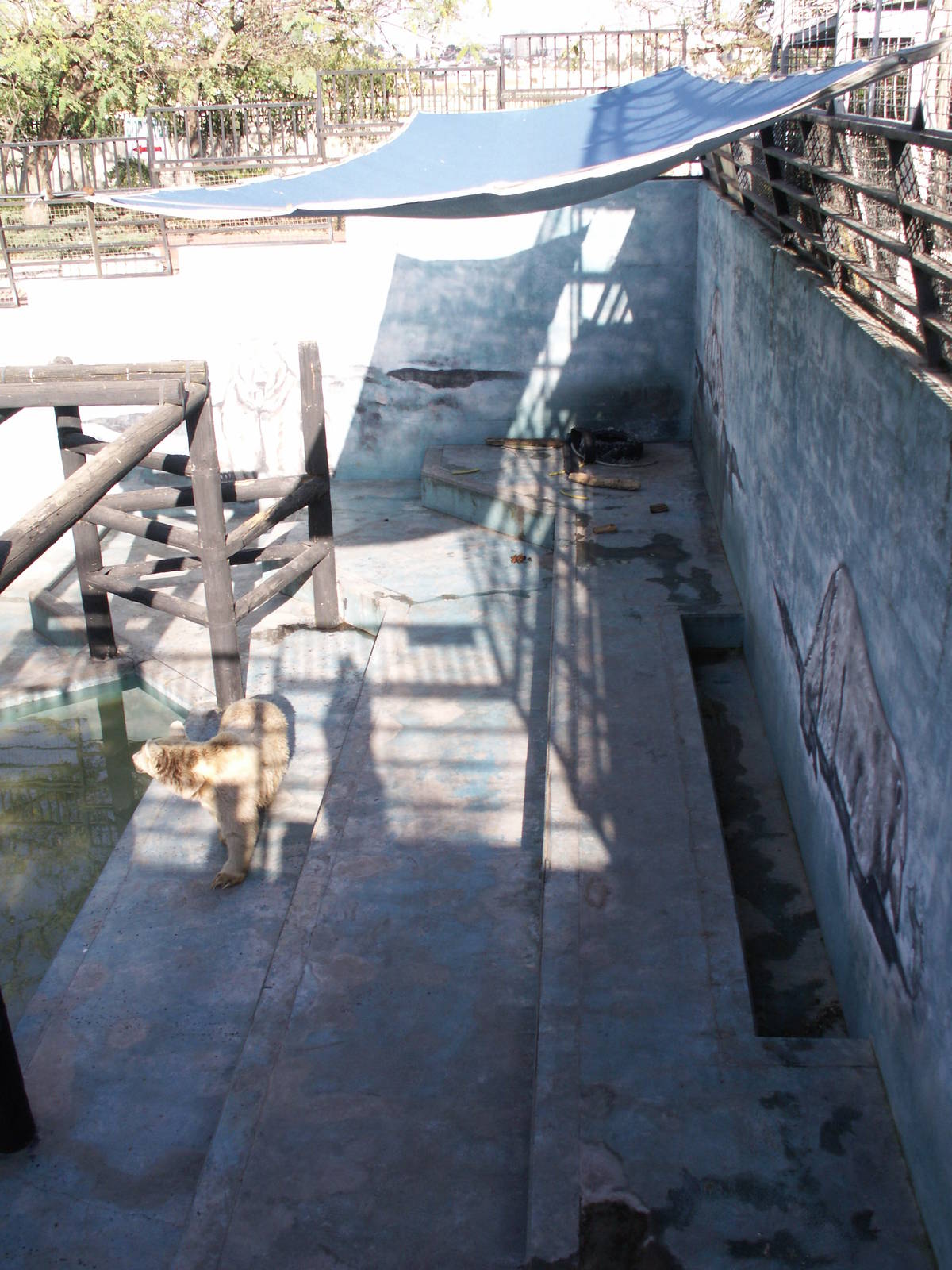 syrian brown bear exhibit