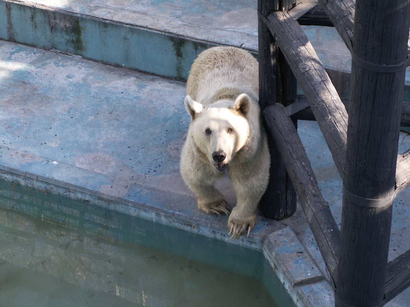 syrian brown bear exhibit