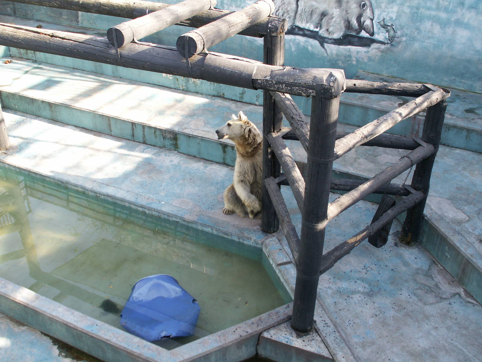 syrian brown bear exhibit