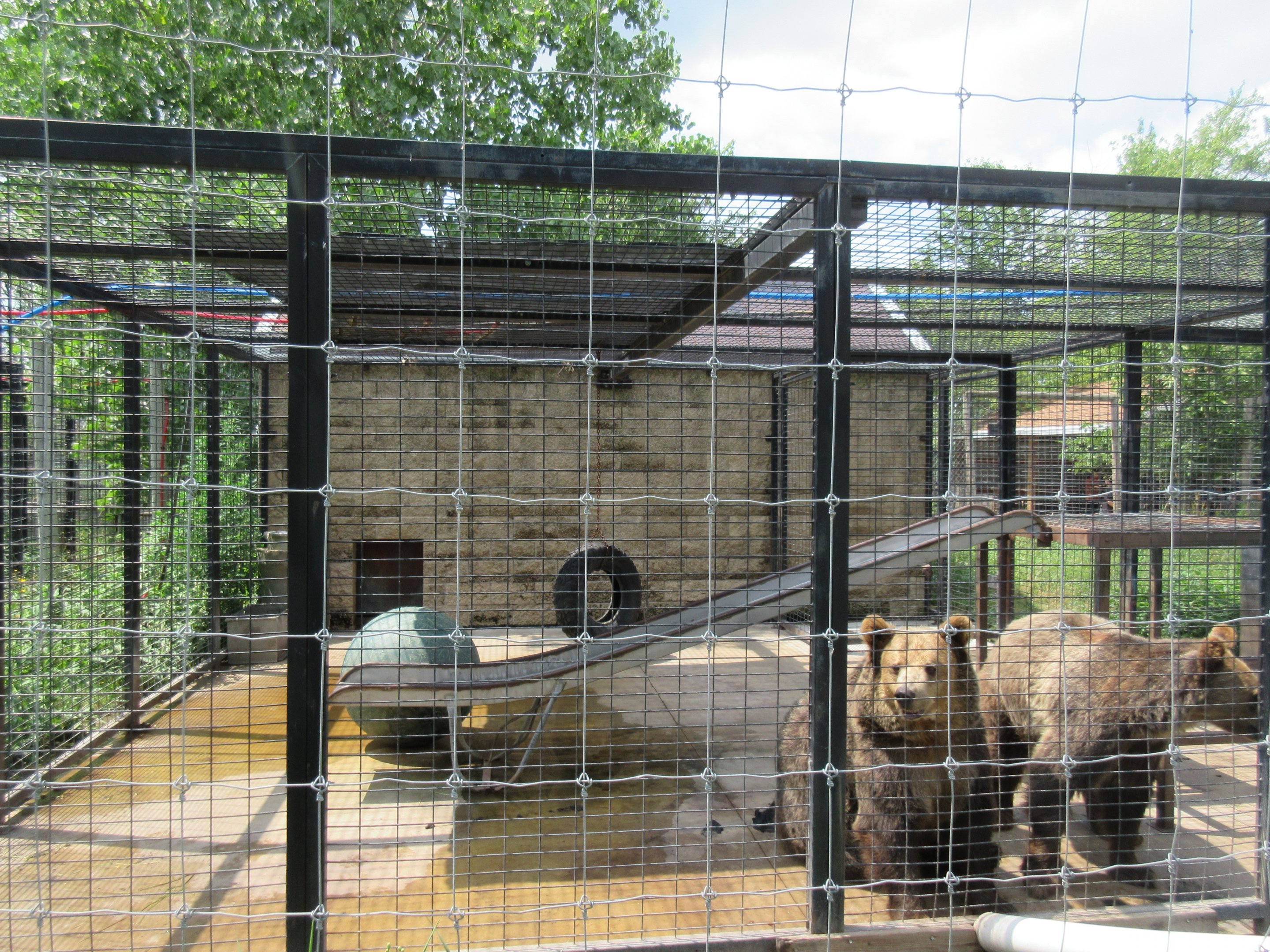 'Syrian Brown Bear' Exhibit