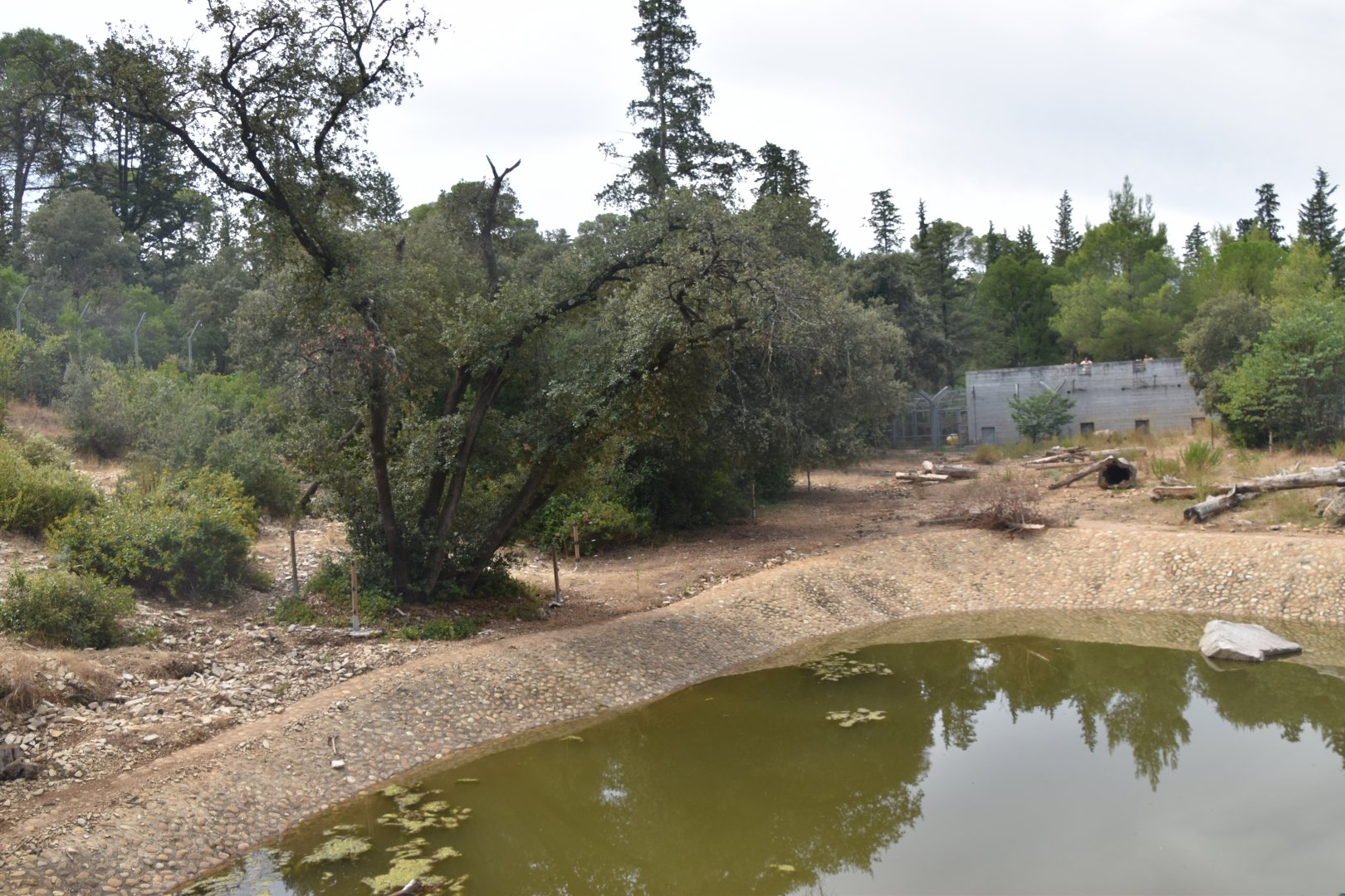 Syrian brown bear exhibit