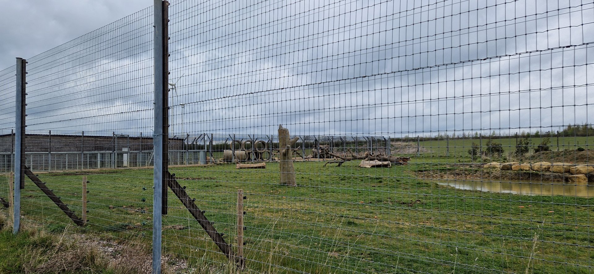Syrian Brown Bear exhibit