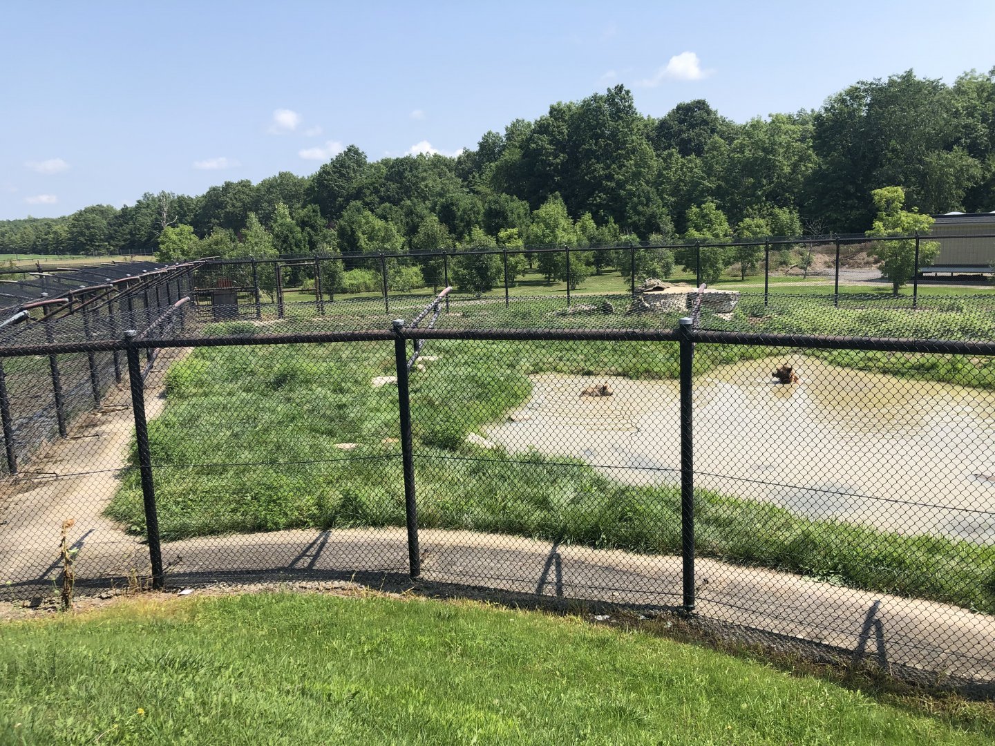 Syrian Brown Bear Exhibit
