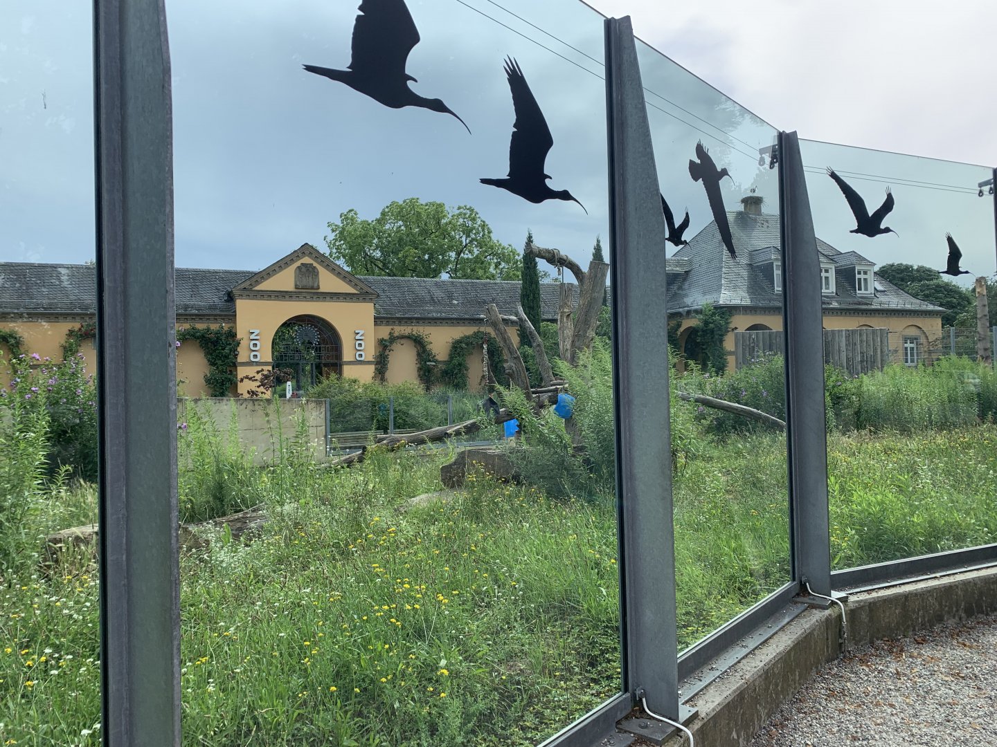 Syrian brown bear exhibit