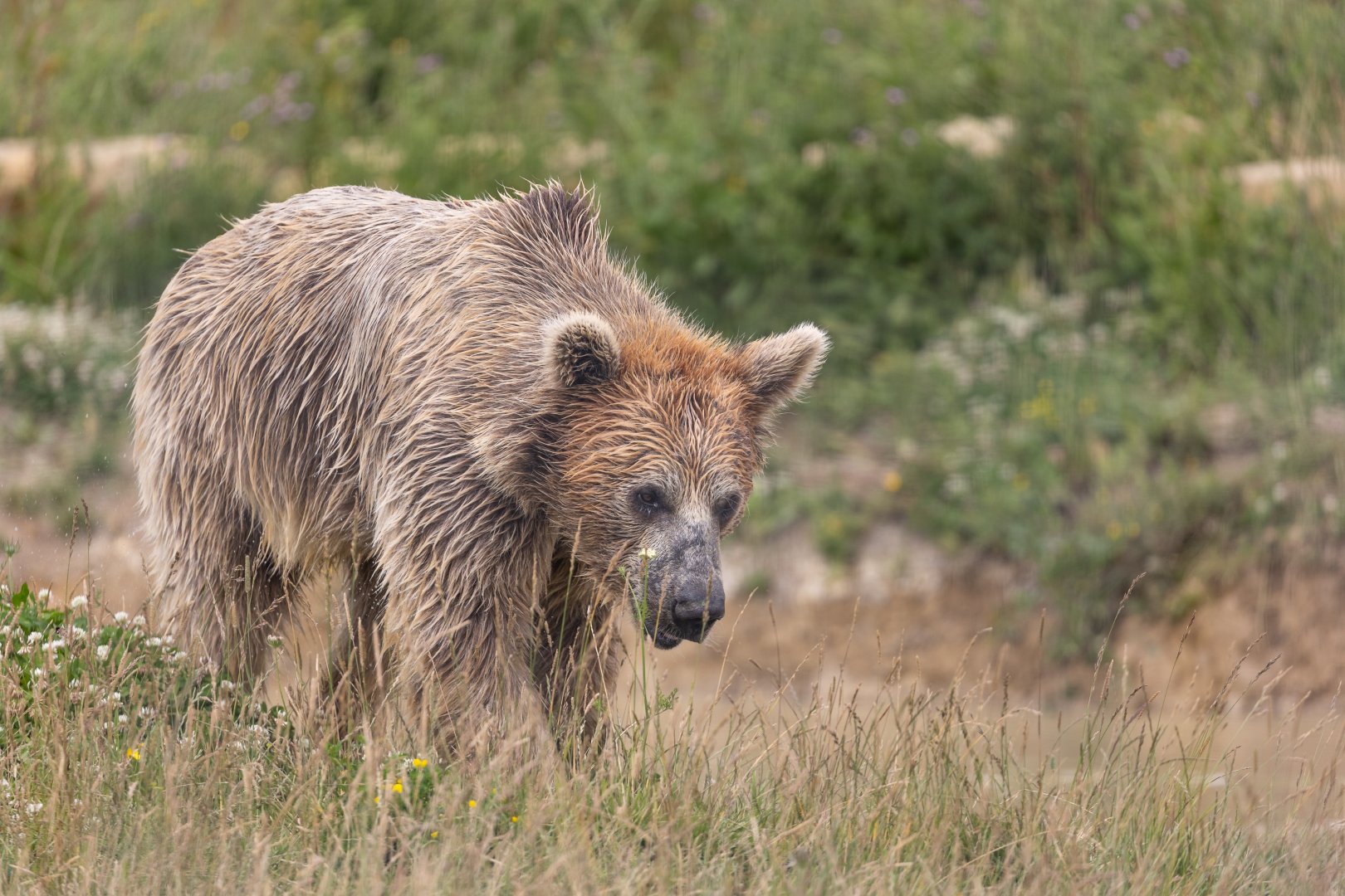 Syrian Brown Bear / Hamerton / 15-7-21