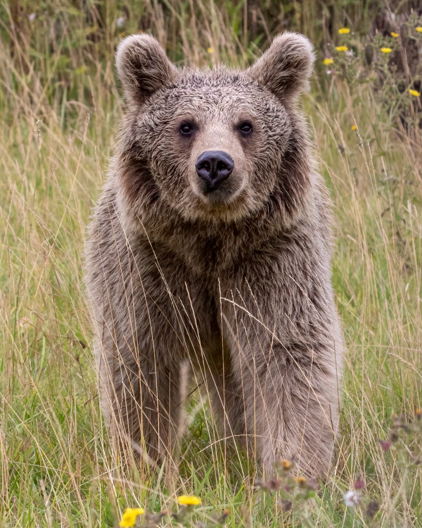Syrian Brown Bear / Hamerton / 15-8-20