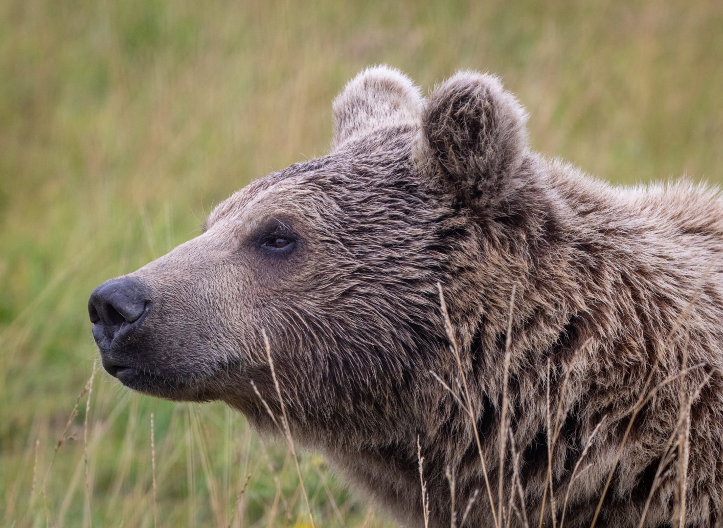 Syrian Brown Bear / Hamerton / 15-8-20