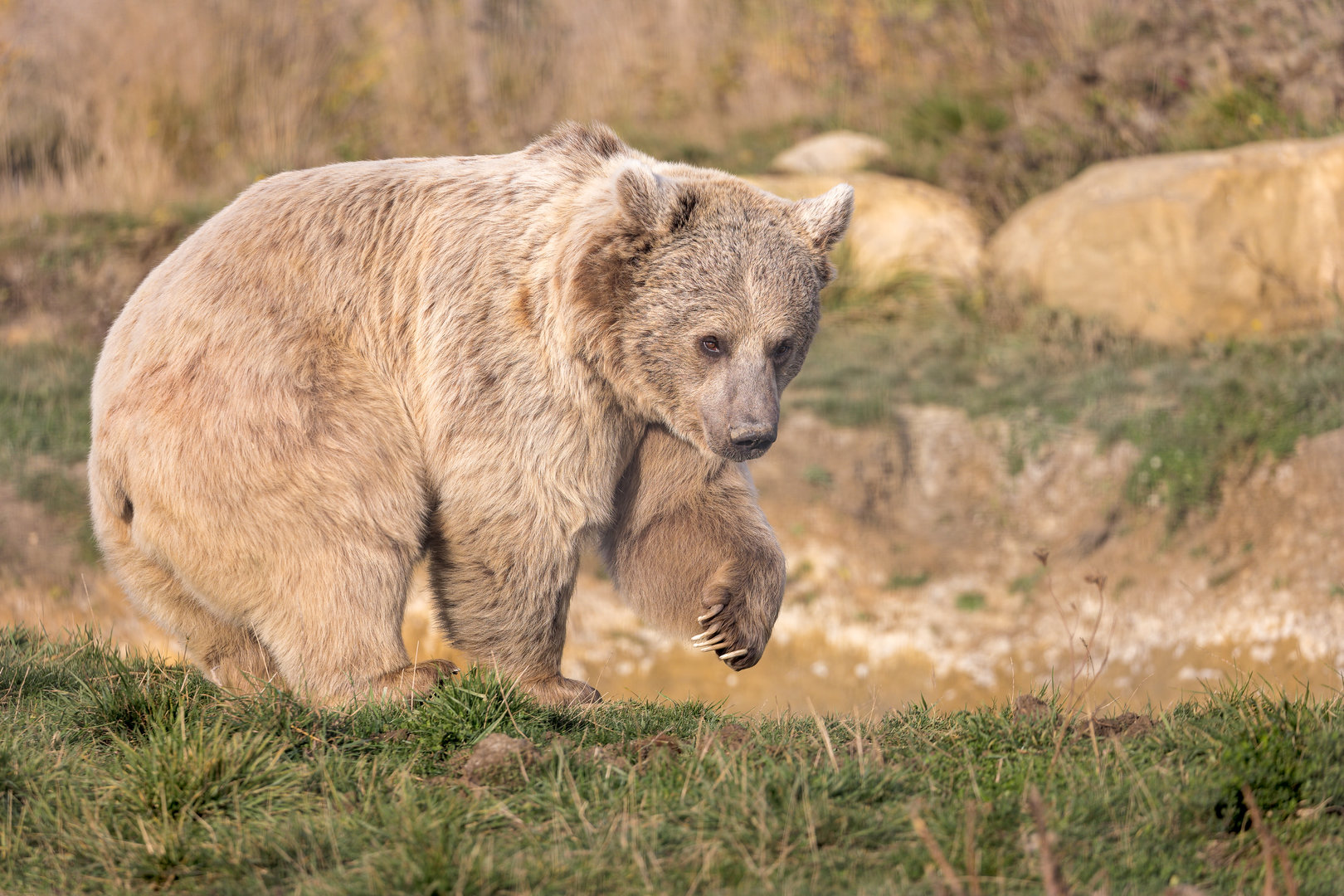 Syrian Brown Bear / Hamerton / 19-10-22