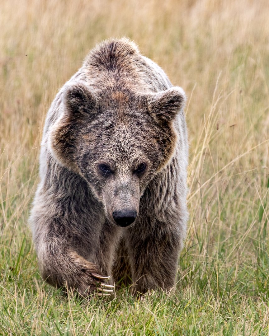 Syrian Brown Bear / Hamerton / 29-7-20