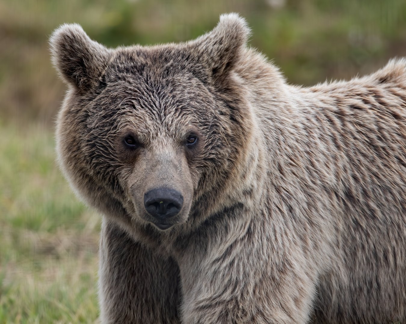 Syrian Brown Bear / Hamerton / 29-7-20