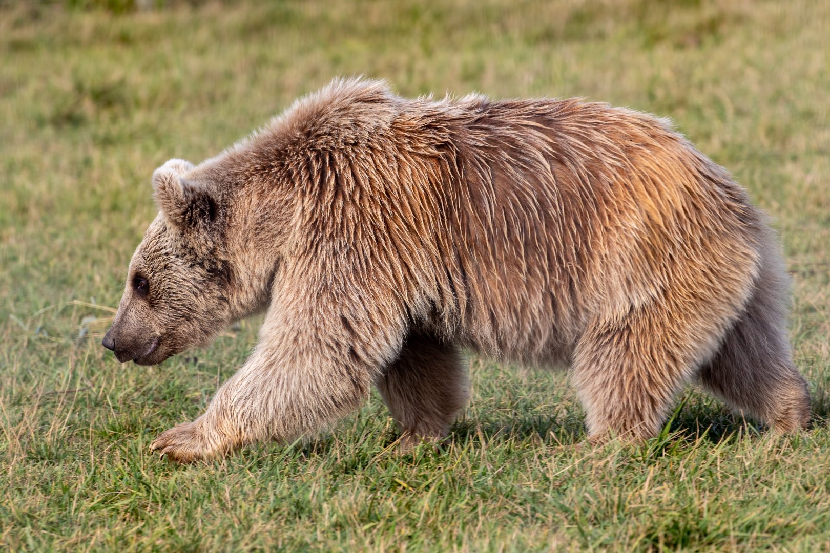 Syrian Brown Bear / Hamerton / 7-10-20