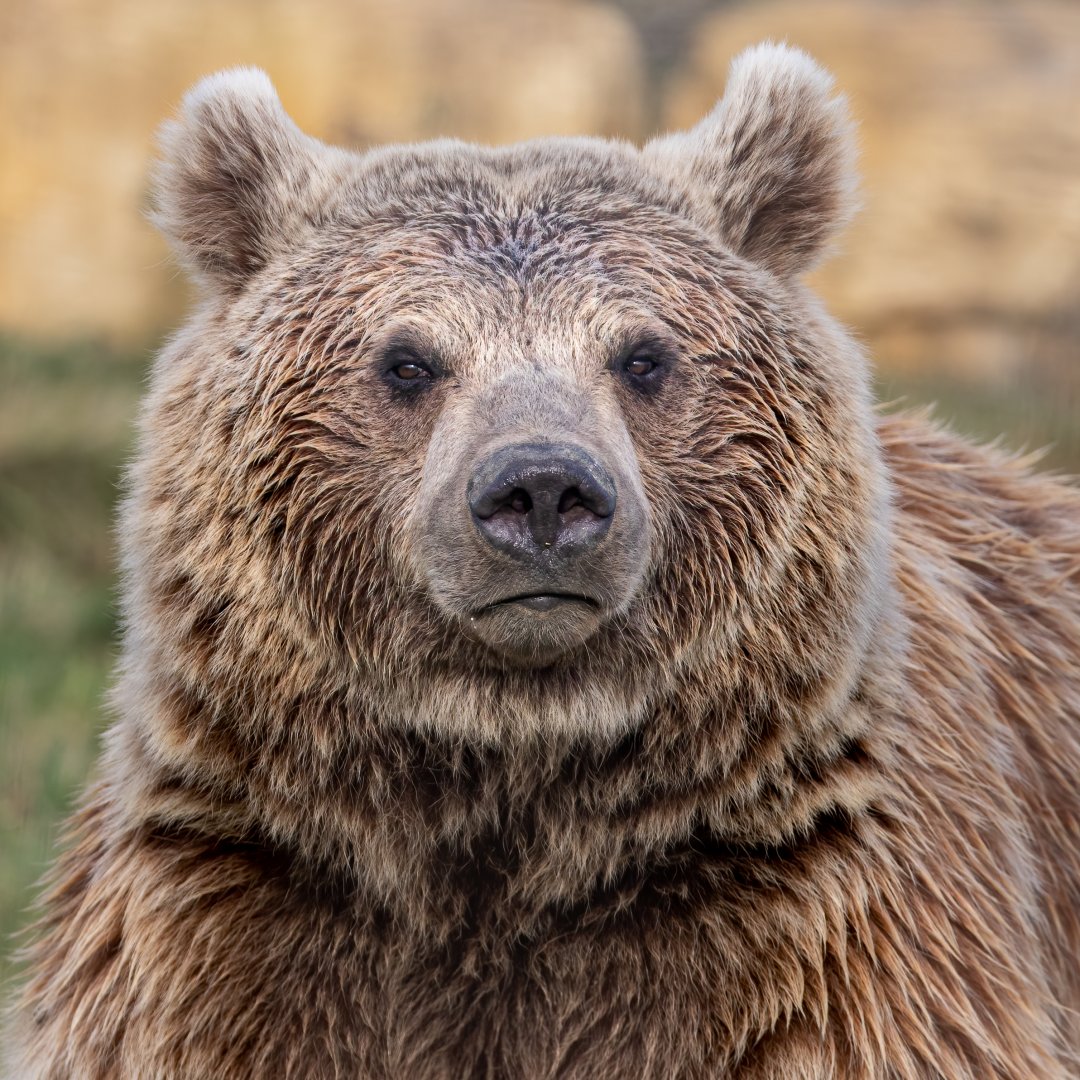 Syrian Brown Bear / Hamerton / 7-10-20