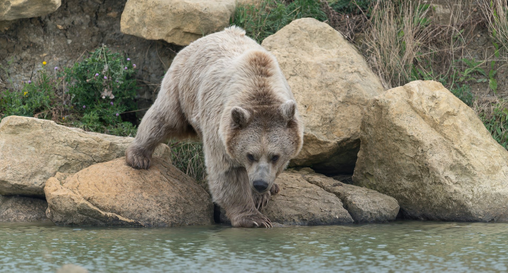 Syrian brown bear, Hamerton, UK