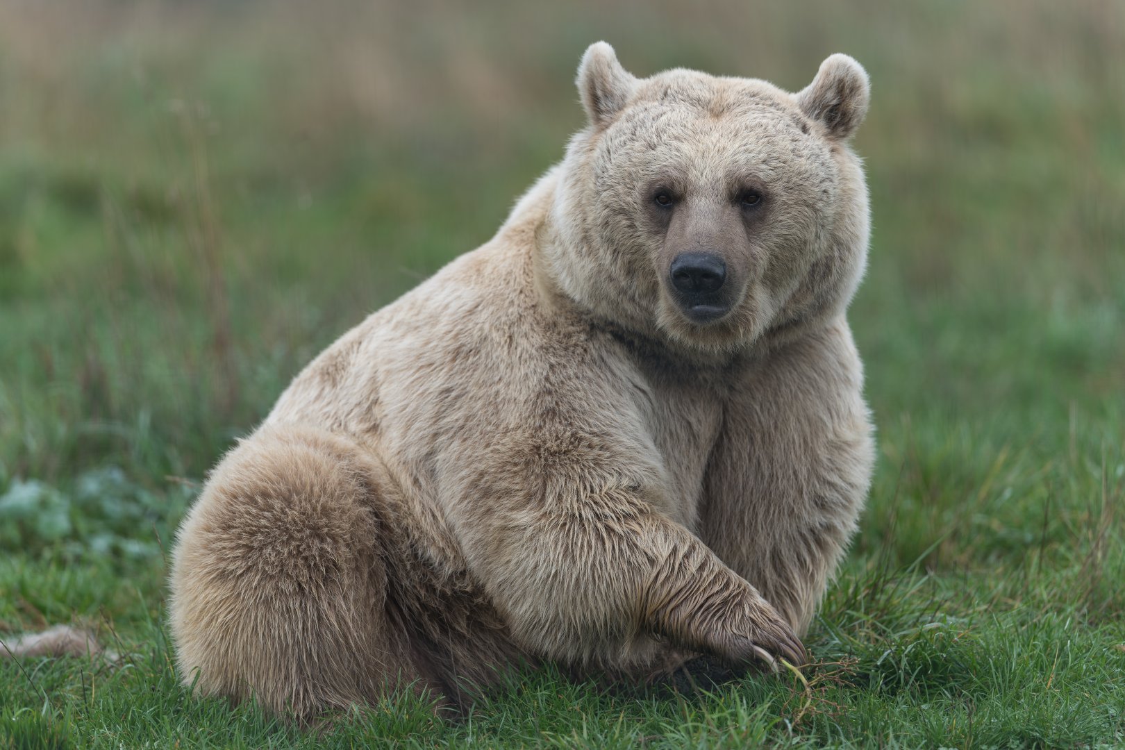 Syrian brown bear, Hamerton, UK