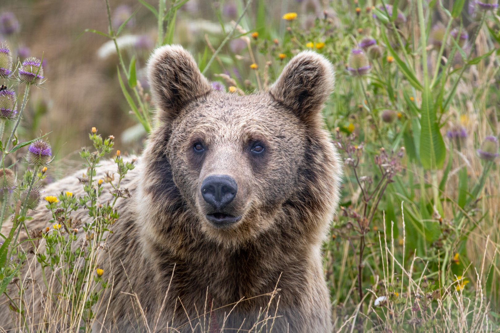 Syrian Brown Bear in the bear's meadow / Hamerton / 29-7-20
