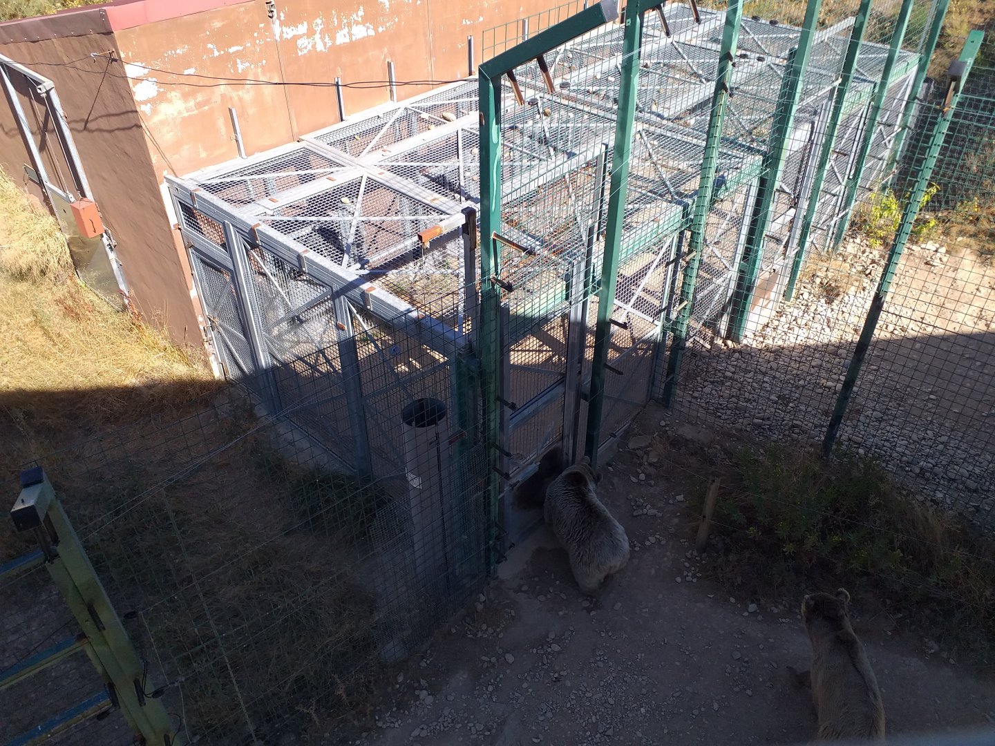 Syrian brown bear indoor holding -Sendaviva (2020)